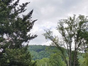 Low angle view of trees against sky