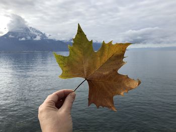 Person holding maple leaf during autumn against sky