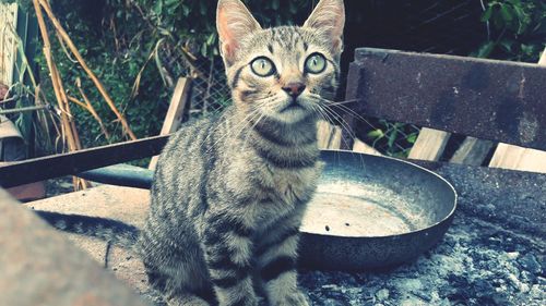 Portrait of tabby cat in park