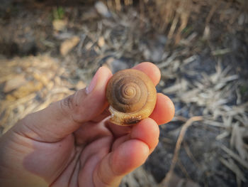 Close-up of hand holding snail