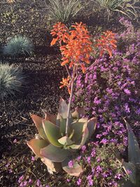 High angle view of succulent plant growing in garden