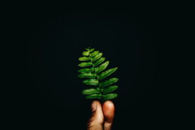 Close-up of hand holding leaf over black background