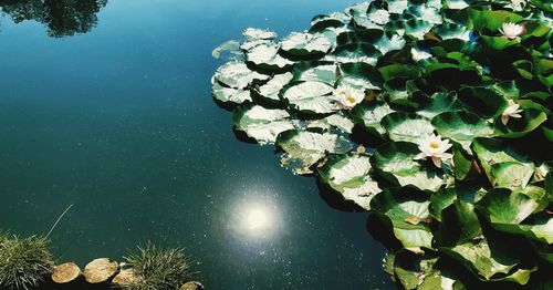 High angle view of water lily in lake