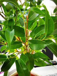 Close-up of insect on leaves