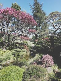 Pink cherry blossom tree in park
