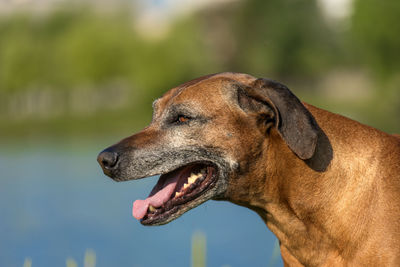 Close-up of dog looking away