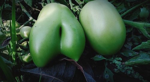 Close-up of fruits