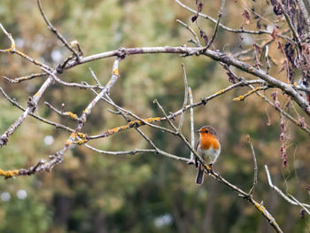 Close-up of bird perching on branch