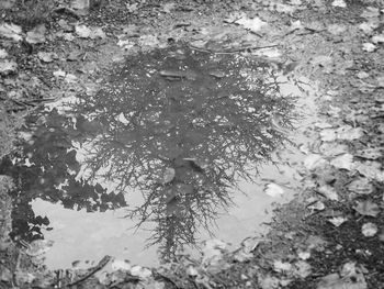 Reflection of trees in puddle