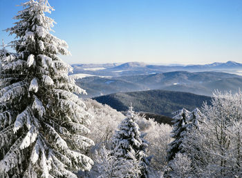 Snow covered pine trees on mountain against clear sky during winter