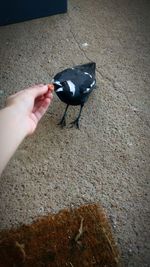 Close-up of hand holding bird