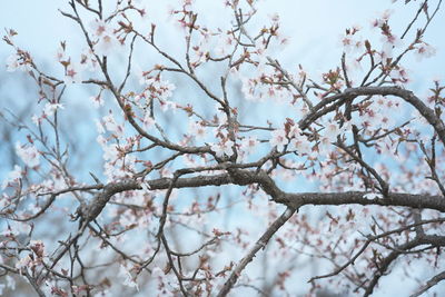 Low angle view of cherry blossoms against sky