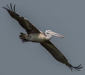 Spot billed pelican on its flight .