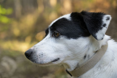 Close-up of dog looking away