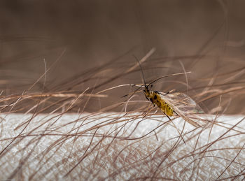 Close-up of insect on human hand