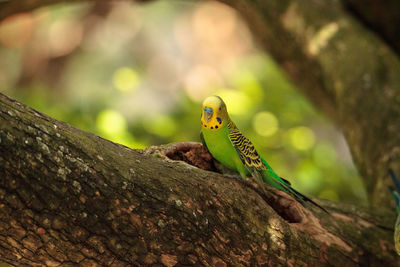 Green budgerigar parakeet bird melopsittacus undulatus perches on a branch, eating seed.