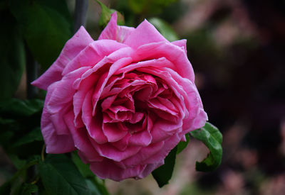 Close-up of pink rose