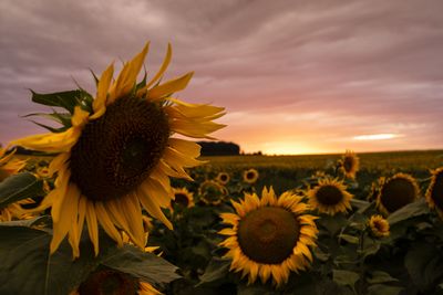 Close-up of sunflower on field against sky