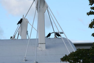 Low angle view of birds perched against sky