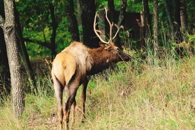 Leader of the elk pack