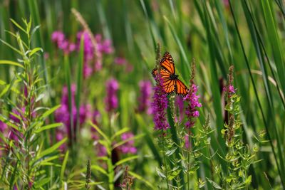 Close-up of butterfly pollinating on purple flower