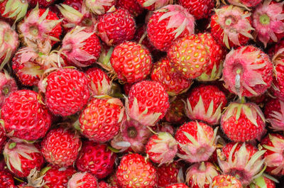 Ripe and tasty wild strawberry. summer.