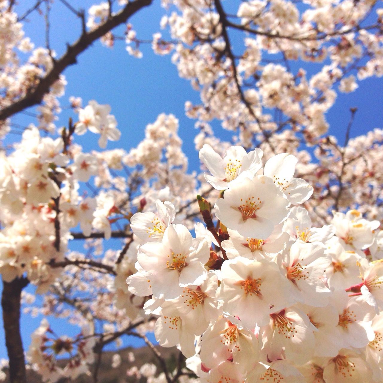 flower, freshness, cherry blossom, tree, branch, cherry tree, fragility, growth, blossom, beauty in nature, white color, nature, petal, blooming, in bloom, springtime, low angle view, fruit tree, apple tree, focus on foreground