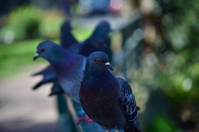 Close-up of bird