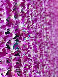 Full frame shot of multi colored flowers