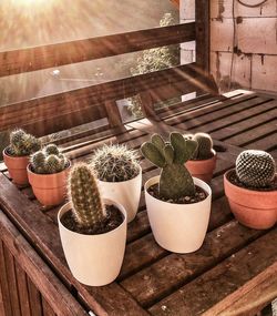 High angle view of potted plants on window