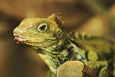 Maned forest lizard, bronchocela jubata