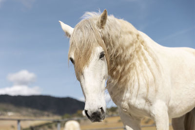 Beautiful unicorn horse nature