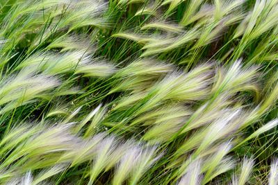 Full frame shot of plants growing on field