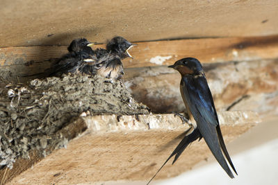 Close-up of birds perching on wood