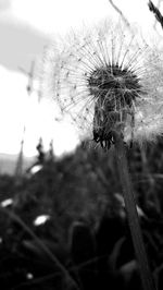 Close-up of insect on flower against sky