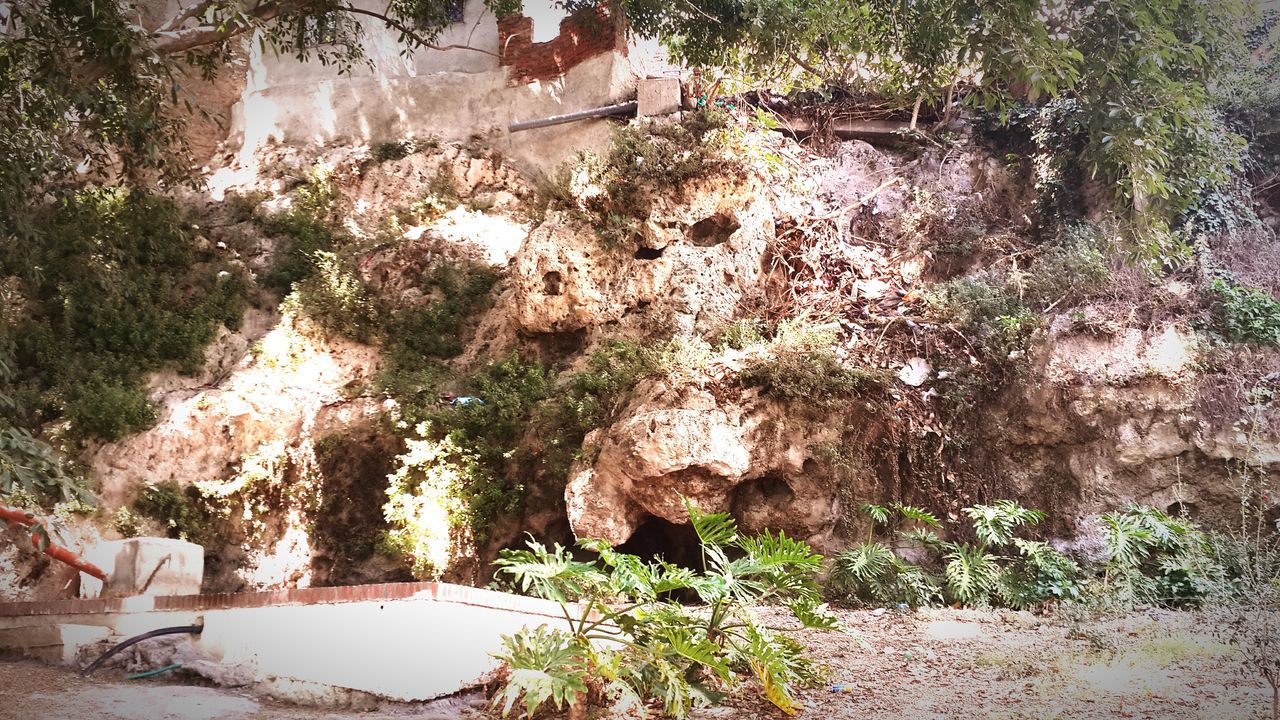 tree, growth, plant, flower, built structure, wall - building feature, nature, sunlight, architecture, day, potted plant, outdoors, beauty in nature, shadow, park - man made space, no people, tranquility, stone wall, growing, front or back yard