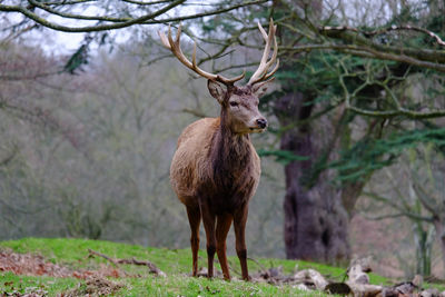 Deer standing on field