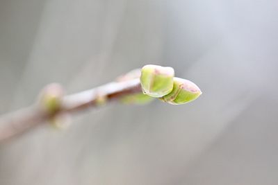 Close-up of flower buds growing outdoors