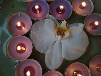 High angle view of flowers amidst illuminated diya