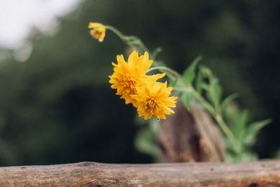 Close-up of yellow flowering plant