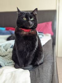 Black cat sitting on bed at home