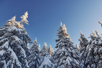 Clear blue sky. magical winter landscape with snow covered trees at daytime.