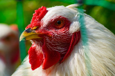 Close-up of a bird