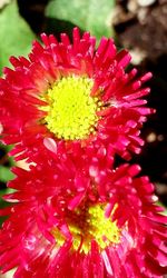 Close-up of fresh red flower blooming outdoors