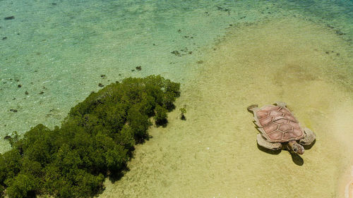 Tropical island with sand bar surrounded by coral reef and blue sea in honda bay, aerial view. 