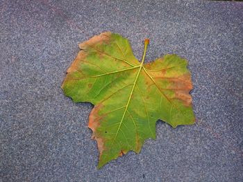 Close-up of leaves