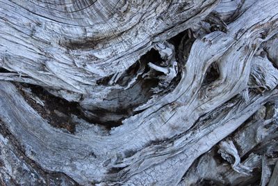 Full frame shot of tree trunk