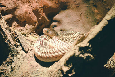 High angle view of snake on rock