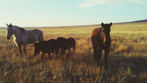 Horses in a field