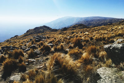 Scenic view of landscape against clear sky